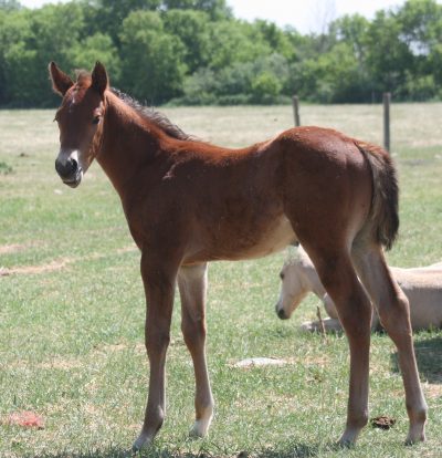 WHISKEY FOAL